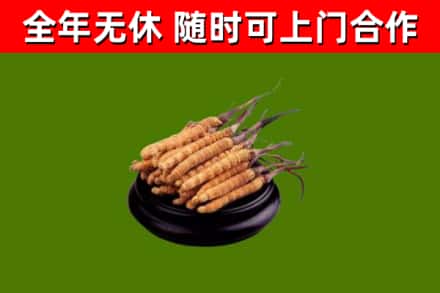 津市烟酒回收冬虫夏草.jpg